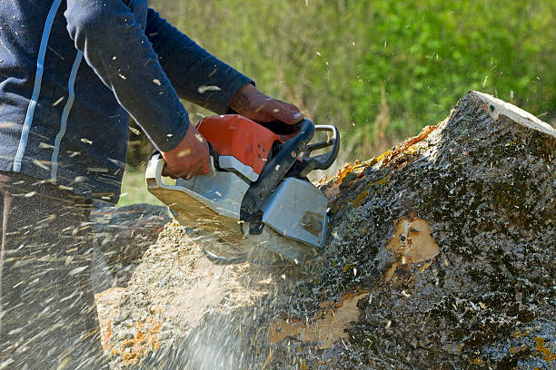 Trusted Walnutport, PA  Tree Services Experts